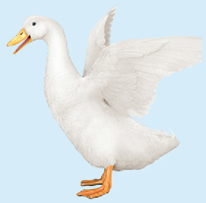 page38_proposal2duck.jpg